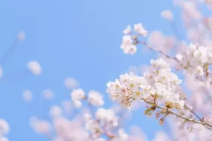 卒業シーズン❀