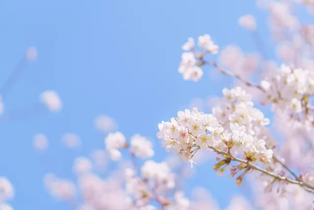 卒業シーズン❀